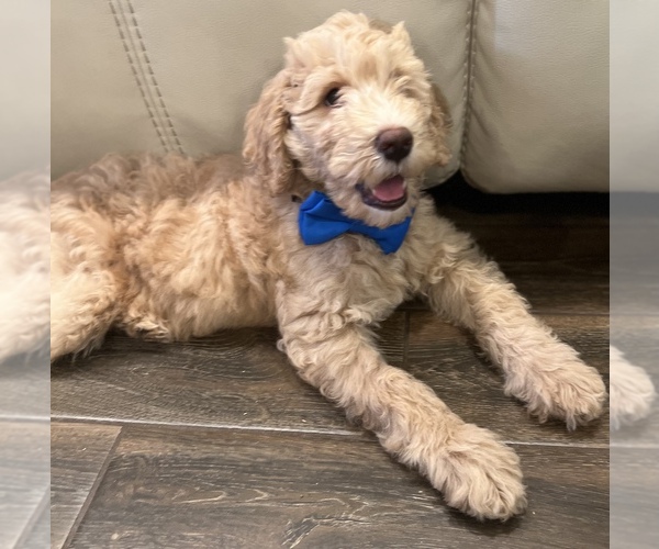 Medium Photo #14 Double Doodle Puppy For Sale in PINELLAS PARK, FL, USA