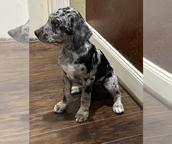 Medium Photo #3 Catahoula Leopard Dog Puppy For Sale in SPRING, TX, USA