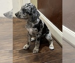 Small Photo #3 Catahoula Leopard Dog Puppy For Sale in SPRING, TX, USA