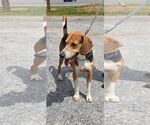 Small #16 Mutt