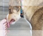 Small #18 Dutch Shepherd -Huskies  Mix