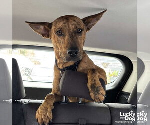 Plott Hound-Unknown Mix Dogs for adoption in Washington, DC, USA