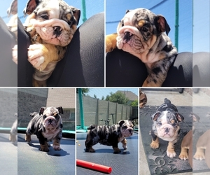 Bulldog Puppy for sale in RICHMOND, TX, USA
