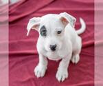 Small #7 Chihuahua Mix