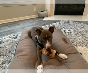 American Pit Bull Terrier-Unknown Mix Puppy for sale in INDIAN TRAIL, NC, USA