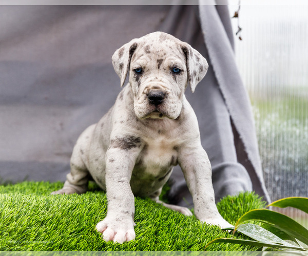 Medium Photo #3 Great Dane Puppy For Sale in WAKARUSA, IN, USA