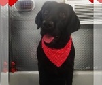 Small Photo #5 Labrador Retriever Puppy For Sale in CORAL SPRINGS, FL, USA