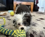 Small Photo #2 Aussie-Poo-Aussiedoodle Miniature  Mix Puppy For Sale in MILTON, WA, USA