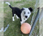Small Photo #3 Mutt Puppy For Sale in Fargo, ND, USA