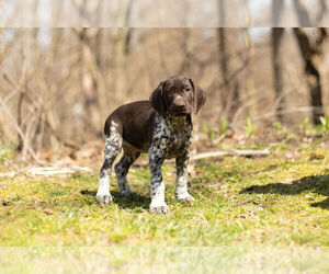 German Shorthaired Pointer Puppy for Sale in BRISTOL, Indiana USA