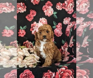 Cavapoo Puppy for Sale in NEW HOLLAND, Pennsylvania USA