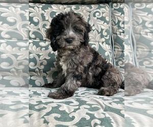 Cockapoo Puppy for sale in INDIANAPOLIS, IN, USA