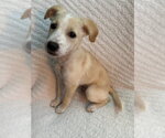 Small Photo #7 Feist Terrier-Jack Russell Terrier Mix Puppy For Sale in Cookeville, TN, USA