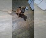 Small Shepradors
