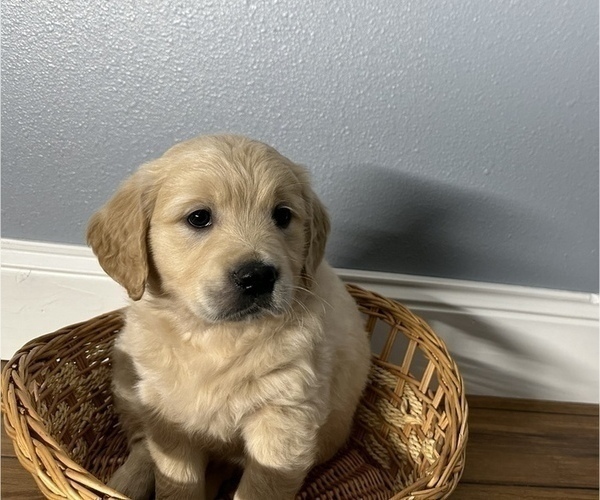 Medium Photo #5 Golden Retriever Puppy For Sale in BENNINGTON, NE, USA