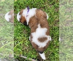 Small Photo #52 Saint Bernard Puppy For Sale in TURLOCK, CA, USA