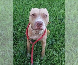American Staffordshire Terrier Dogs for adoption in Fort Lauderdale, FL, USA