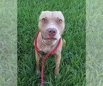 Small American Staffordshire Terrier