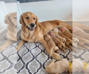 Mother of the Golden Retriever puppies born on 02/19/2023