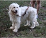 Small #10 Goldendoodle