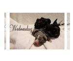 Puppy 8 Bernedoodle (Miniature)