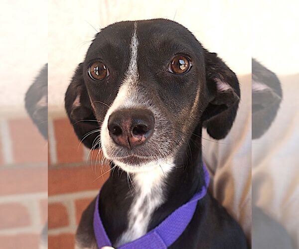 Medium Photo #2 Border Collie-Unknown Mix Puppy For Sale in Carrollton, TX, USA