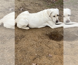 Mother of the Labrador Retriever puppies born on 12/26/2022