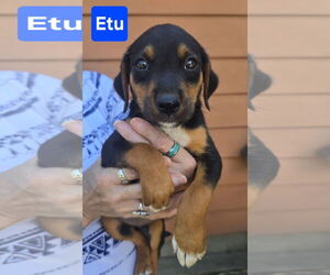 Labrador Retriever-Unknown Mix Dogs for adoption in Alexander, AR, USA