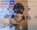 Small Labrador Retriever Mix