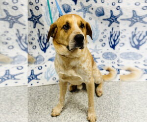 English Coonhound Dogs for adoption in Manahawkin, NJ, USA