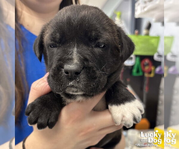 Medium Photo #1 Lab-Pointer Puppy For Sale in Washington, DC, USA