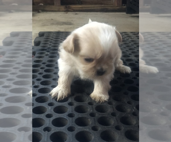 Medium Photo #10 Shih Tzu Puppy For Sale in MILTON, FL, USA