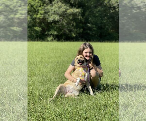 Medium Photo #25 Australian Eskimo Puppy For Sale in Greenwood, LA, USA