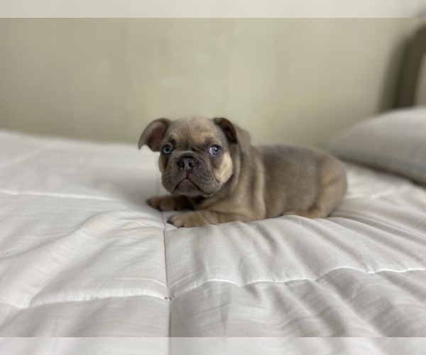 Medium Photo #3 French Bulldog Puppy For Sale in HOMELAND, CA, USA