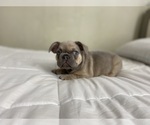 Small Photo #3 French Bulldog Puppy For Sale in HOMELAND, CA, USA