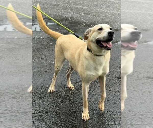 Medium Photo #1 Labrador Retriever-Unknown Mix Puppy For Sale in Royal Palm Beach, FL, USA