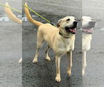 Small Labrador Retriever Mix