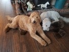 Small Photo #3 Goldendoodle Puppy For Sale in PALO CEDRO, CA, USA
