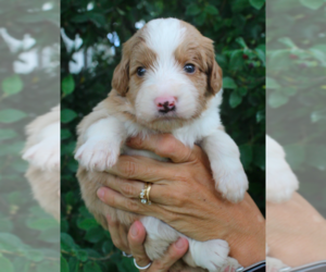 Bernedoodle-Poodle (Miniature) Mix Puppy for sale in GOLDEN, CO, USA