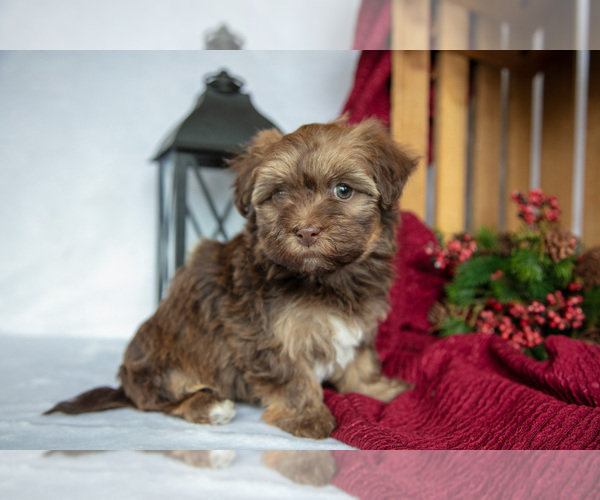 Medium Photo #2 Havanese Puppy For Sale in SHELBY, OH, USA