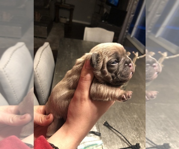 Medium Photo #2 French Bulldog Puppy For Sale in GLENDALE HEIGHTS, IL, USA