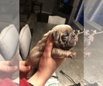 Small Photo #2 French Bulldog Puppy For Sale in GLENDALE HEIGHTS, IL, USA