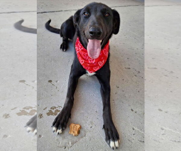 Medium Photo #8 Labrador Retriever-Unknown Mix Puppy For Sale in San Diego, CA, USA