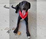 Small #7 Labrador Retriever Mix
