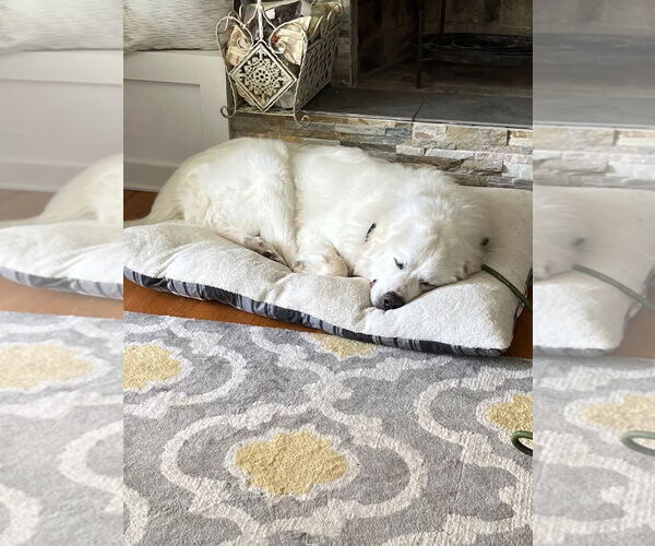 Medium Photo #4 Great Pyrenees Puppy For Sale in Monkton, MD, USA