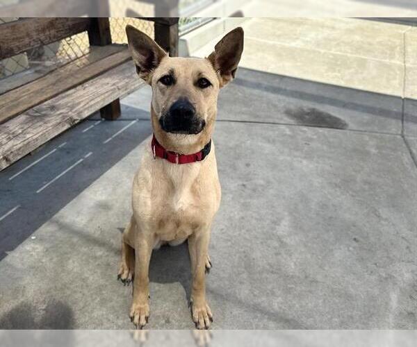 Medium Photo #2 German Shepherd Dog-Mastiff Mix Puppy For Sale in Martinez, CA, USA