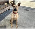 Small #1 German Shepherd Dog-Mastiff Mix