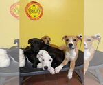 Small #3 American Pit Bull Terrier Mix