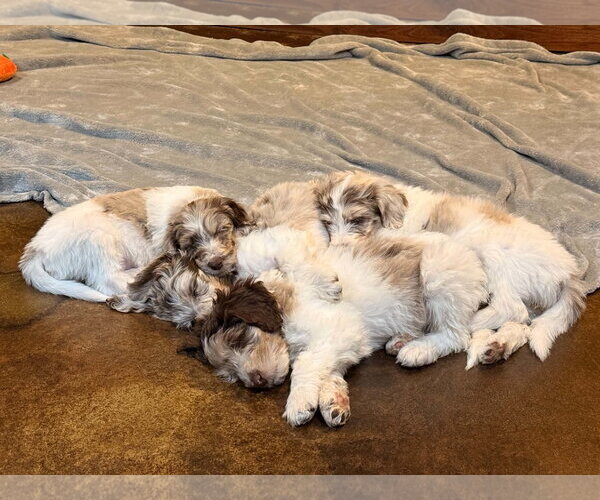 Medium Photo #6 Australian Shepherd-Unknown Mix Puppy For Sale in Sandy, UT, USA