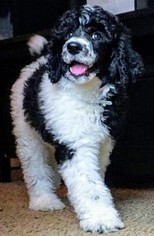 Poodle (Standard) Puppy for sale in COVINGTON, GA, USA
